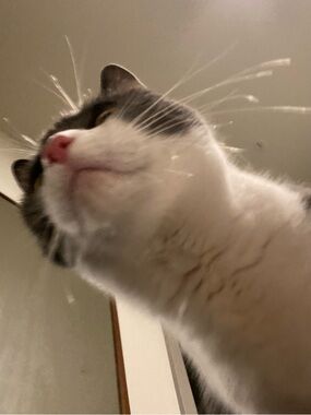 Meet your Posher, Jaid